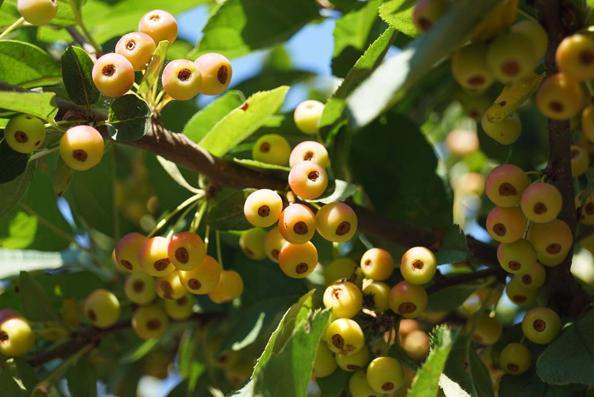 Kleinfruchtiger Zierapfel