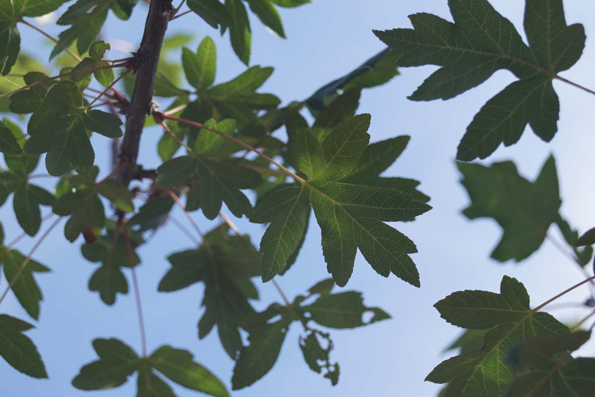 Dreilappiger Apfel