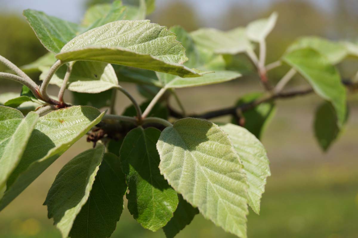 Scharlachapfel ´Belmonte´, Wollapfel