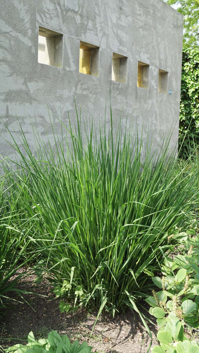 Rohr-Pfeifengras ´Windspiel´; Grosses Pfeifengras; Hohes Pfeifengras; Benthalm; Riesen-Pfeifengras