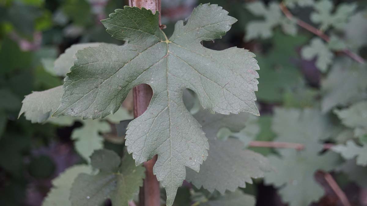 Schwarze Maulbeerbaum ´Dr Monbalieu´