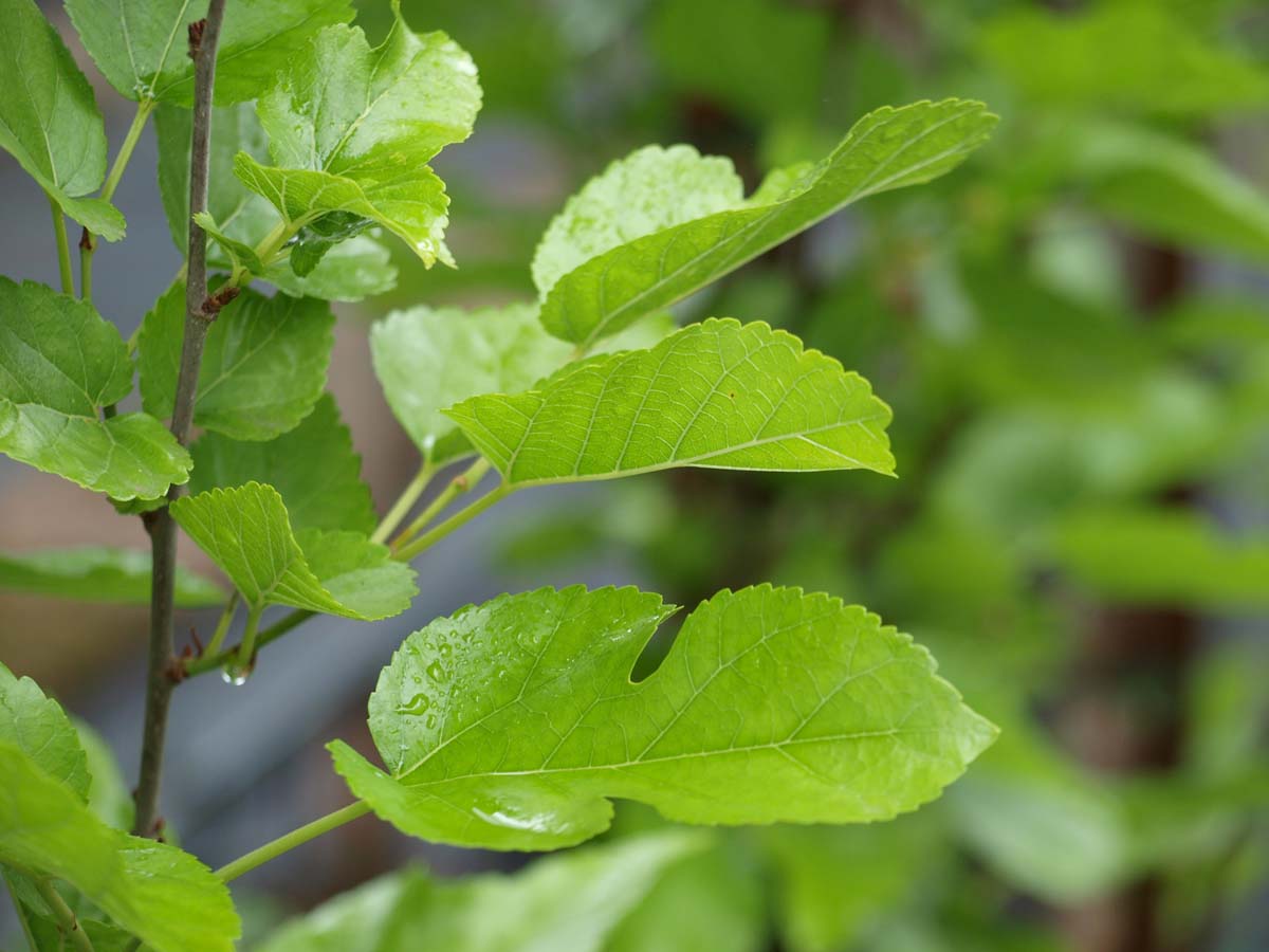 Weisser Maulbeerbaum ´Pyramidalis´; Weisse Maulbeere