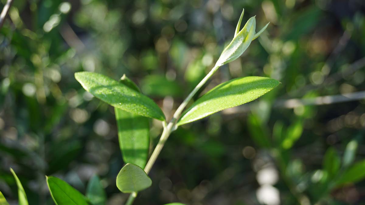 Ölbaum; Olive; Echter Ölbaum; Olivenbaum