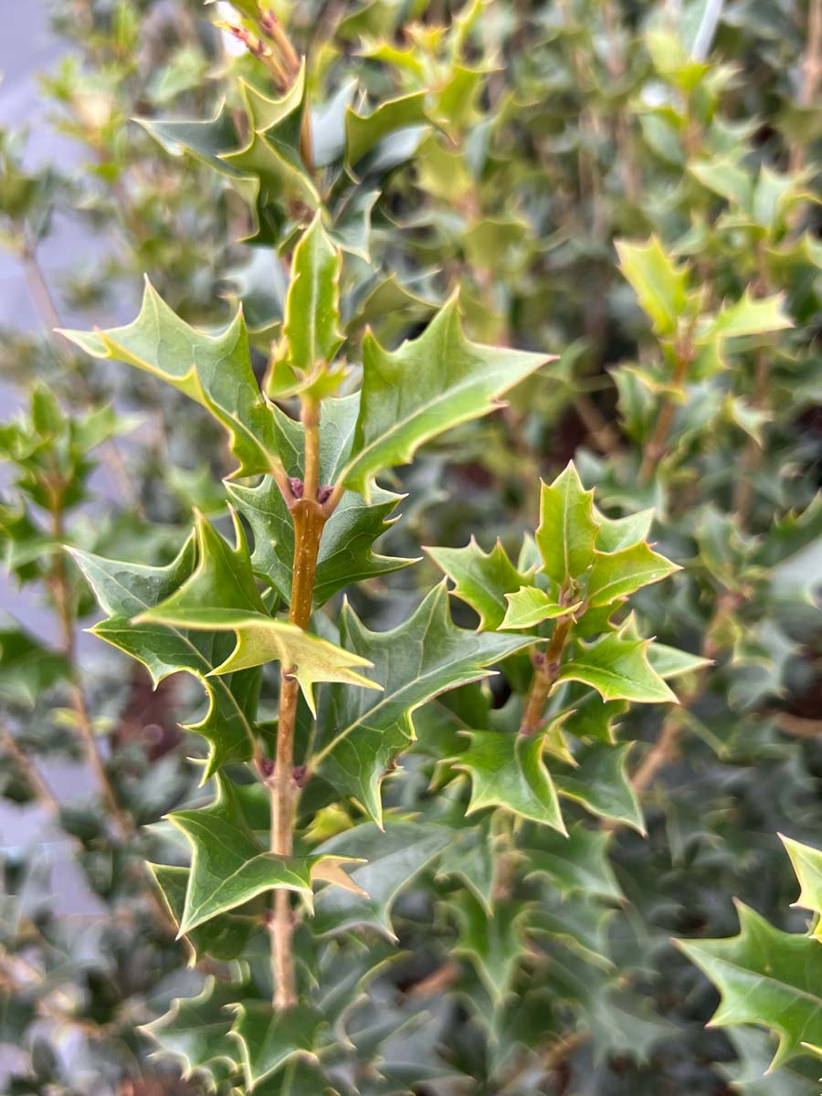 Stachelblättrige Duftblüte