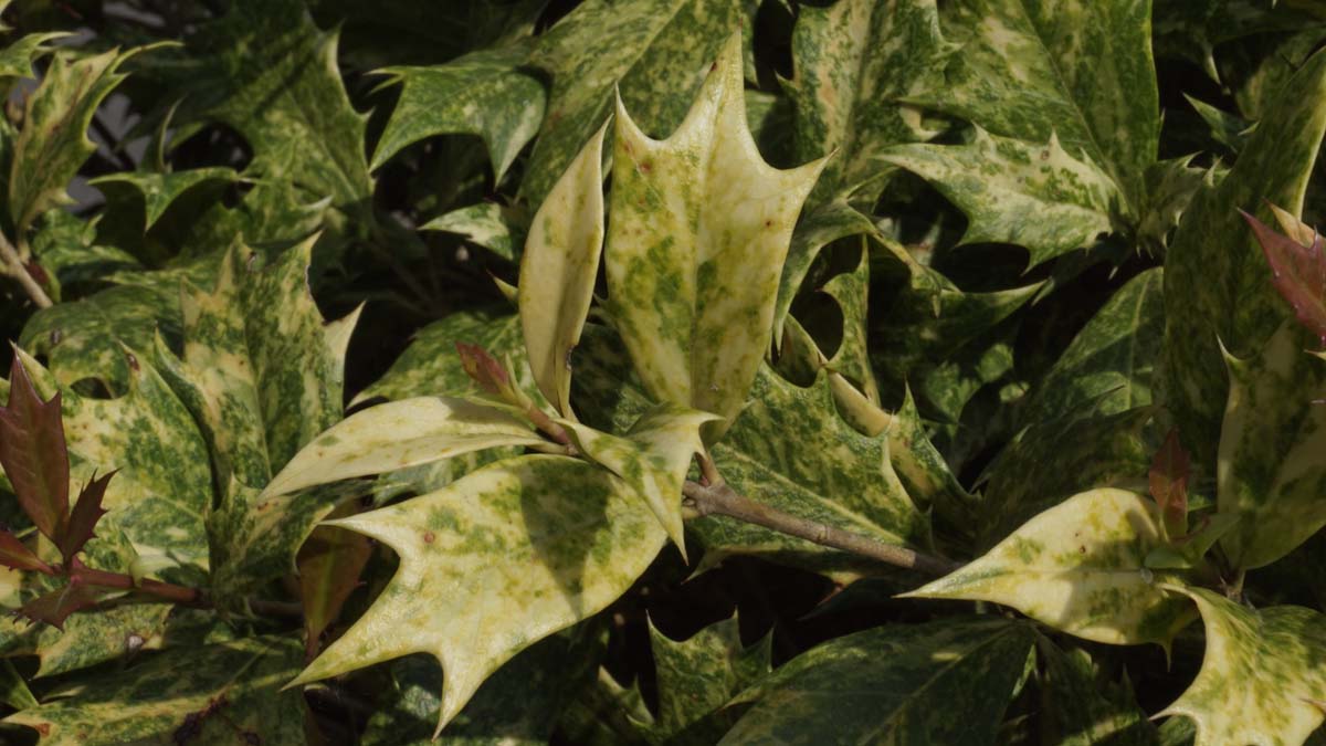 Stachelblättrige Duftblüte