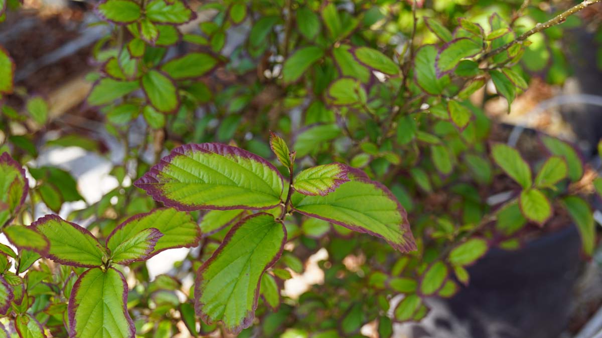Persischer Eisenholzbaum (PERSIAN SPIRE); Parrotie; Persisches Eisenholz; Eisenbaum