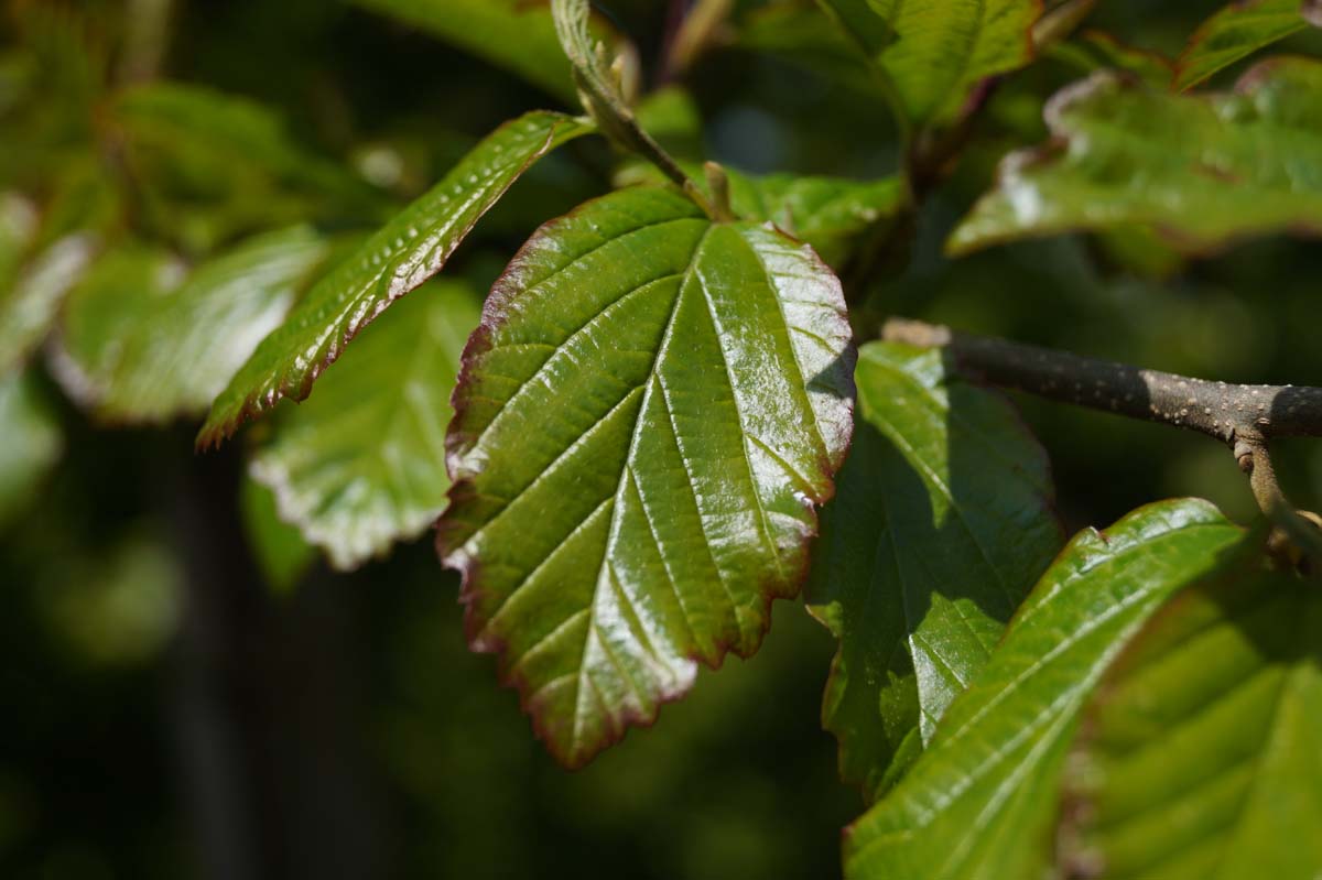 Persischer Eisenholzbaum, Parrotie, Persisches Eisenholz, Eisenbaum
