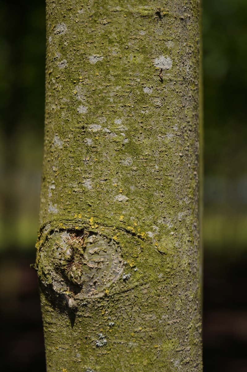 Persischer Eisenholzbaum; Parrotie; Persisches Eisenholz; Eisenbaum