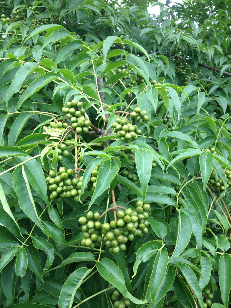 Amur-Korkbaum