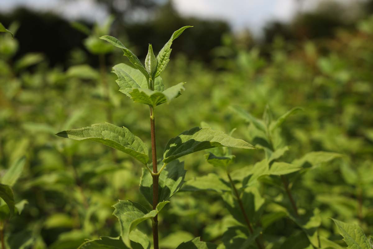 Pfeifenstrauch ´Belle Etoile´; Bauernjasmin