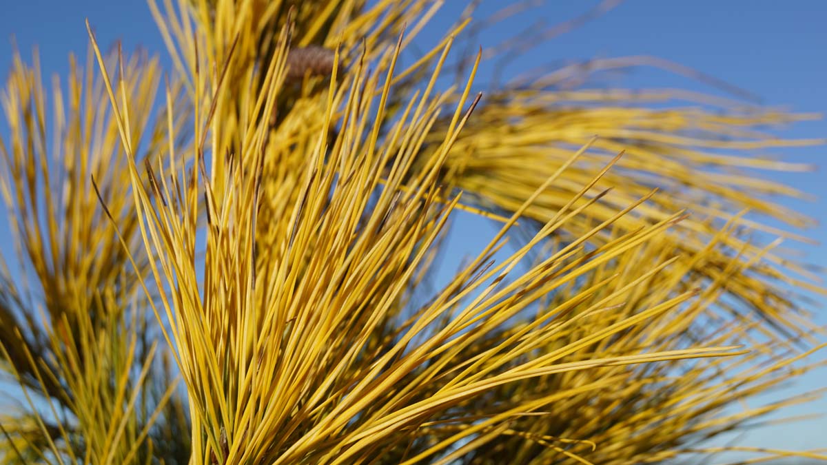 Weymouths-Kiefer ´Louie´; Seidenkiefer; Strobe