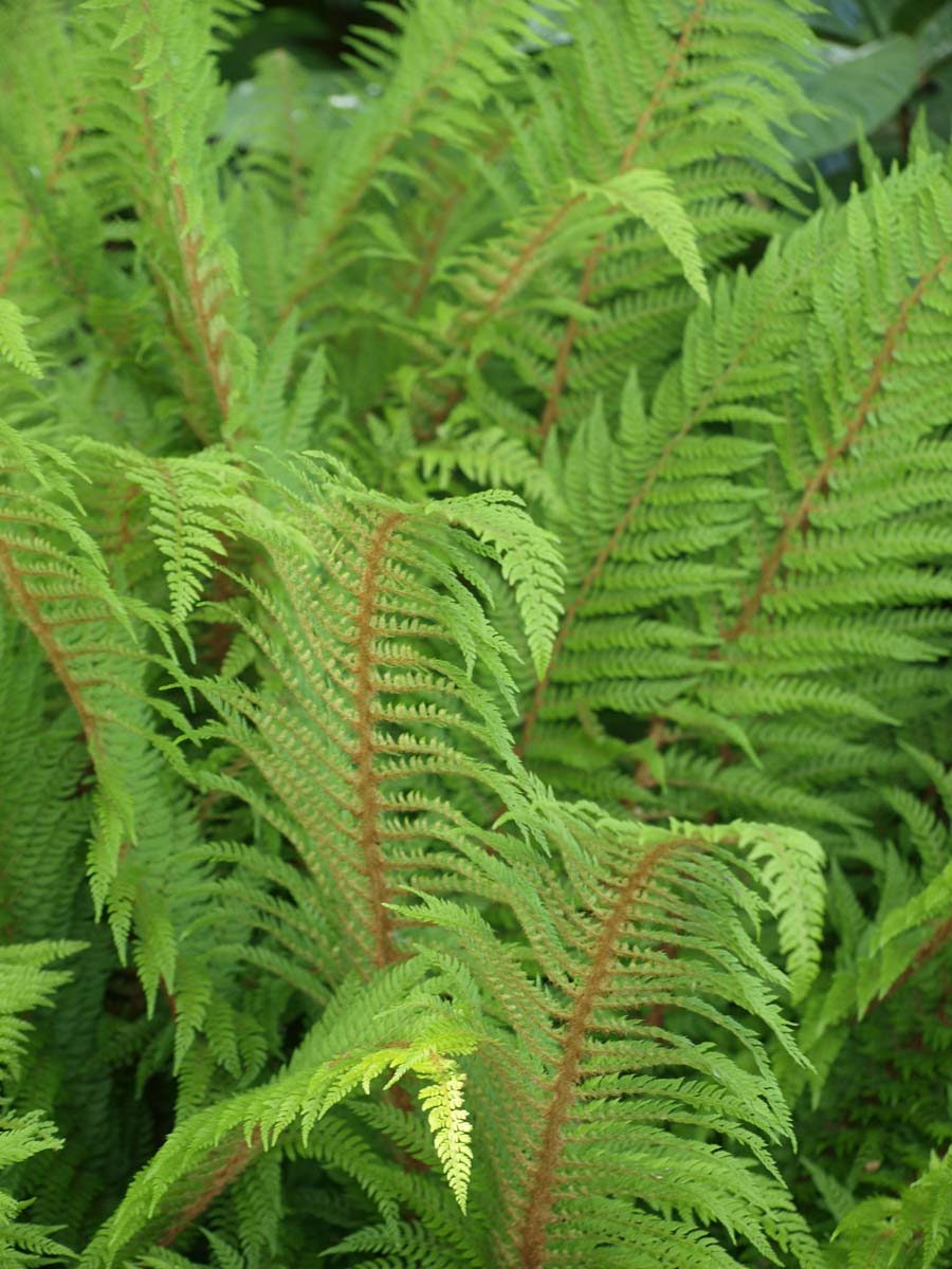 Grannen-Schildfarn; Borstiger Schildfarn; Filigranfar; Weicher Schildfarn