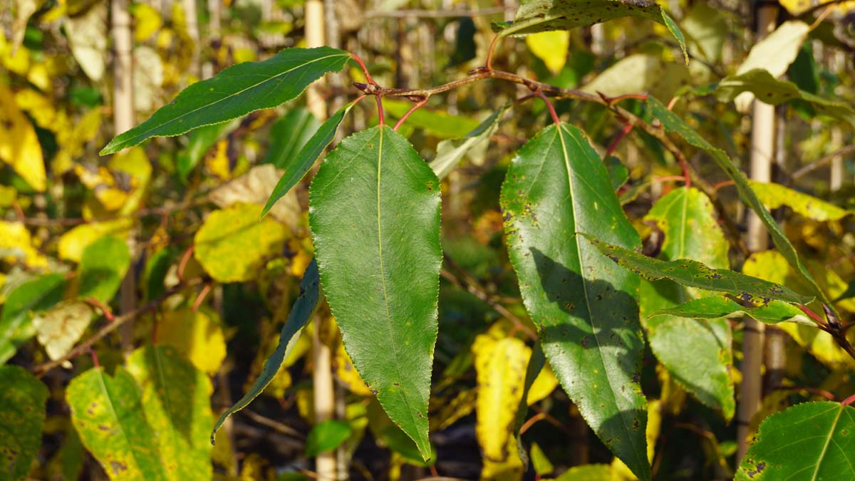 Balsam-Pappel