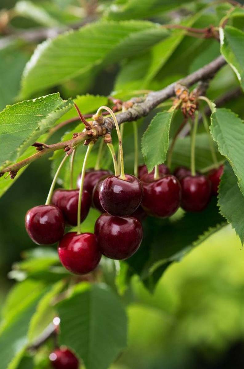Vogelkirsche ´Bigarreau Burlat´, Süsskirsche, Knorpelkirsche, Herzkirsche