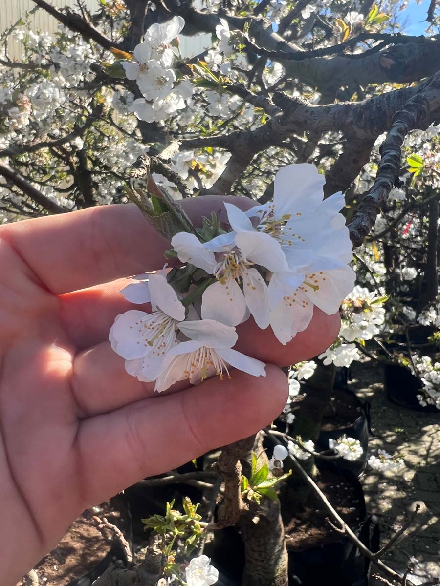 Zoete kers ´Merchant´