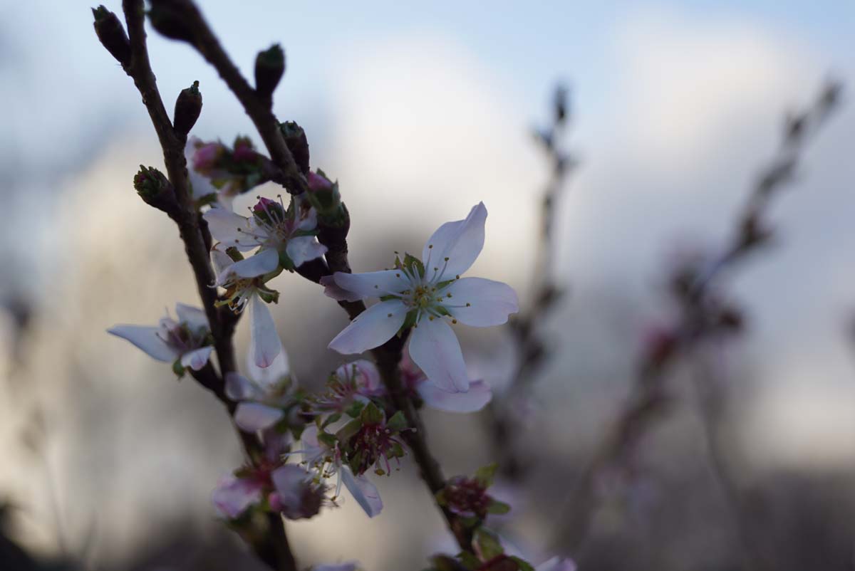 Geschlitzte Kirsche ´February Pink´, Fuji-Kirsche