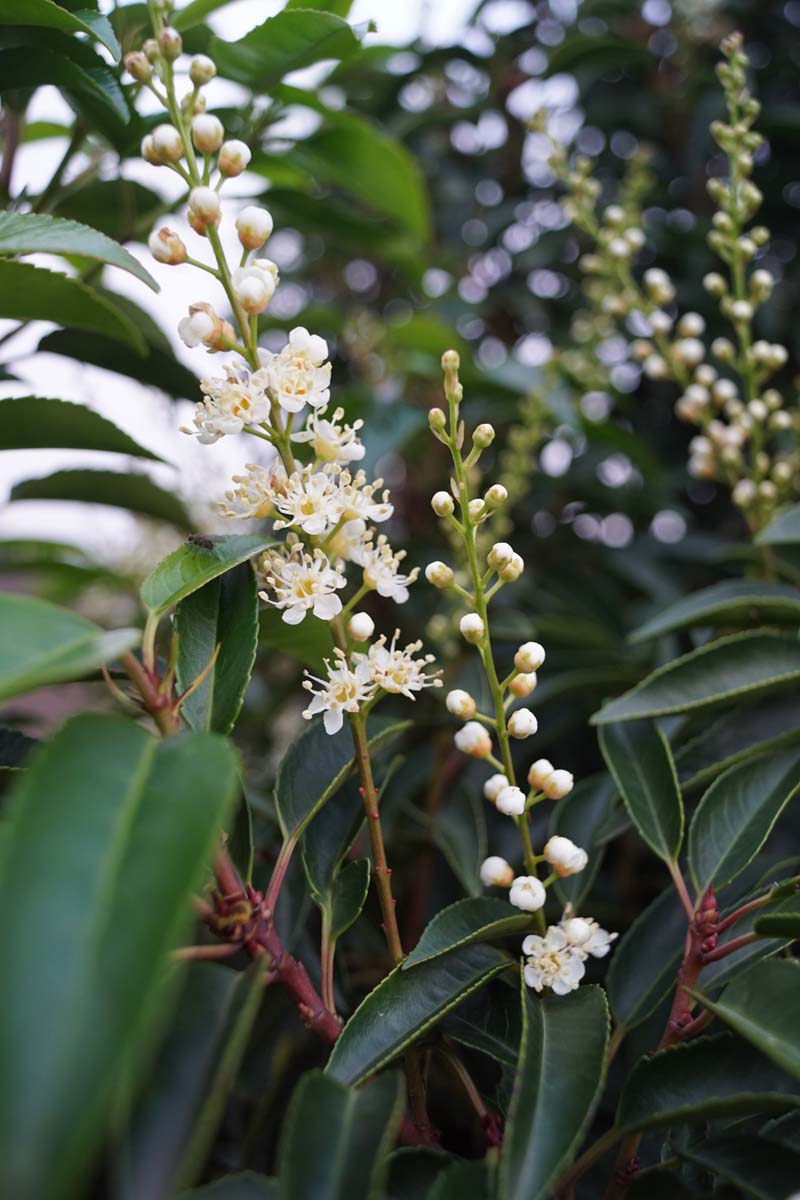 Portugiesische Lorbeerkirsche ´Angustifolia´; Portugiesischer Kirschlorbeer
