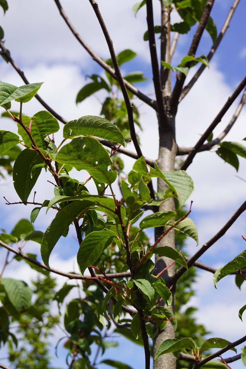 Frühlingskirsche, Sumpfkirsche, Ahlkirsche, Elsenkirsche