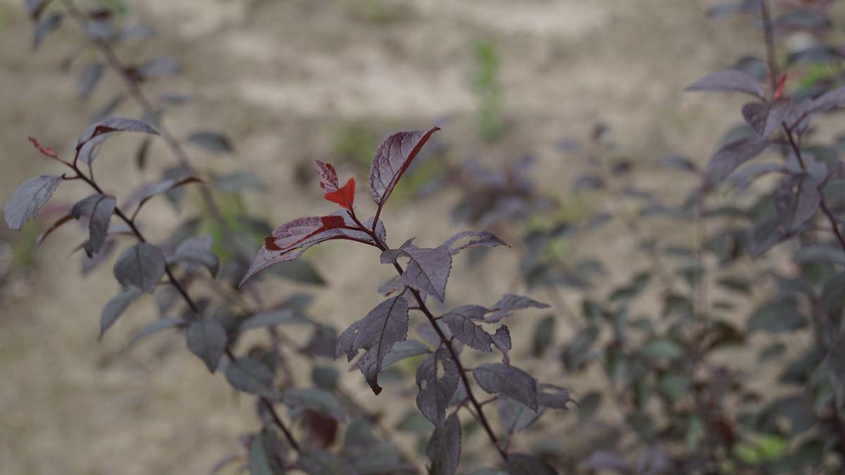 Schlehdorn ´Purpurea´; Schlehendorn; Gemeine Schlehe; Sauerpflaume; Heckendorn; Schwarzdorn; Deutsche Akazie
