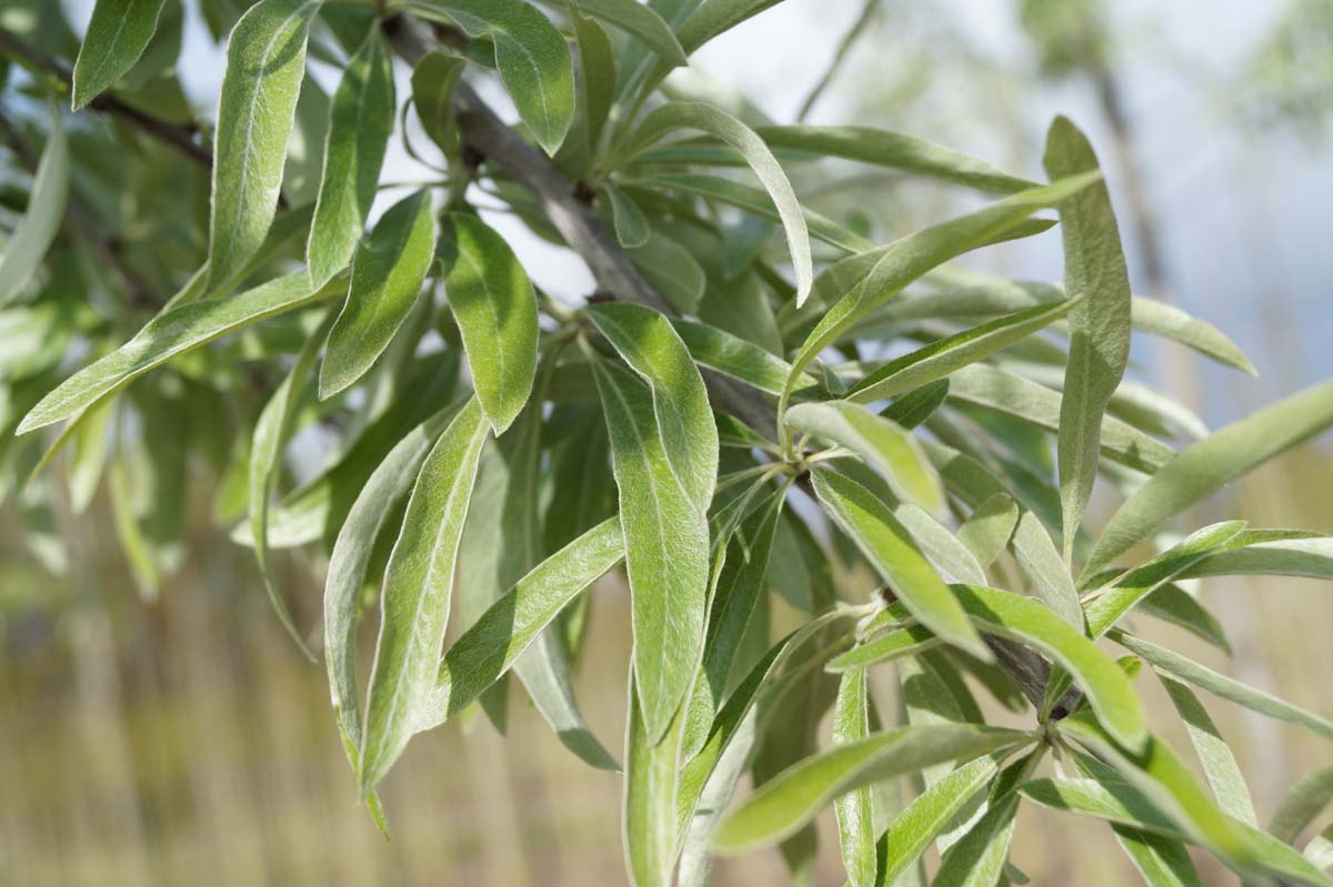 Hängende Silber-Birne ´Pendula´; Weidenblättrige Birne