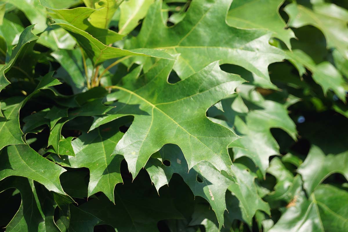 Sumpf-Eiche ´Isabel´, Spree-Eiche, Boulevard-Eiche, Nagel-Eiche