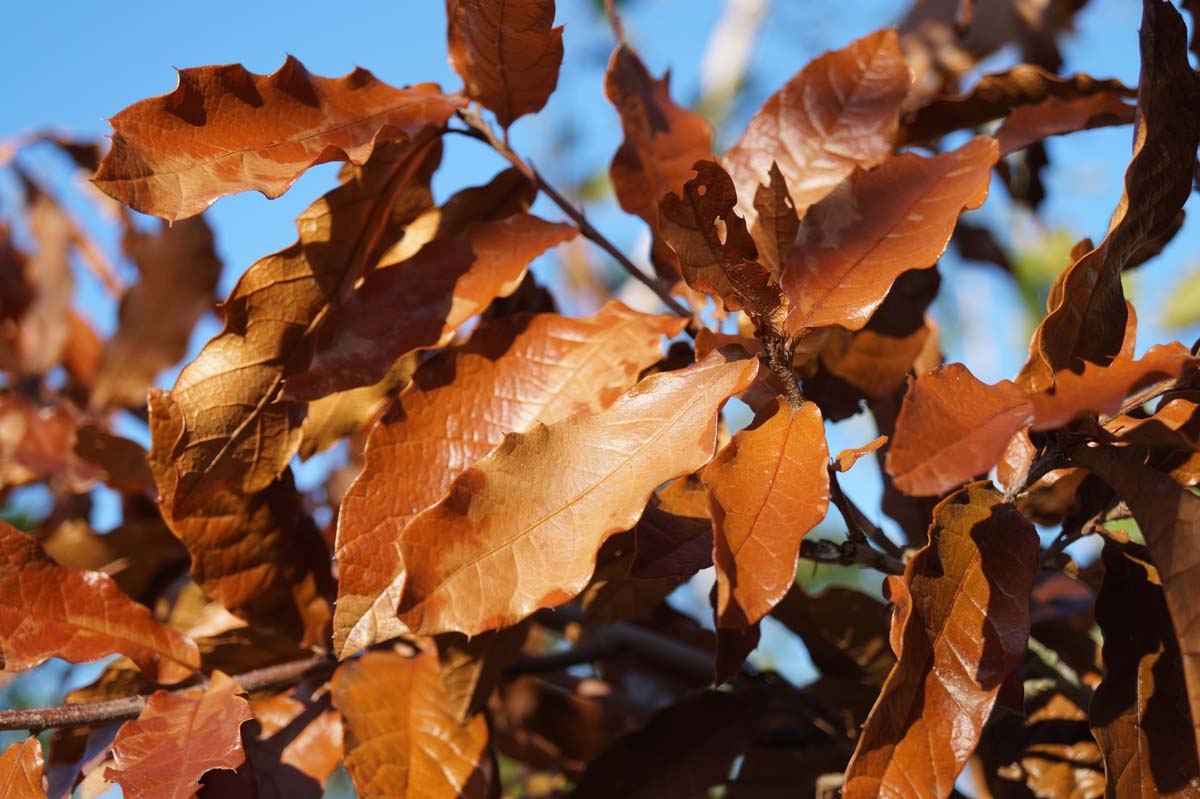 Wollmispel-Eiche ´Maya´; Mexiko-Eiche