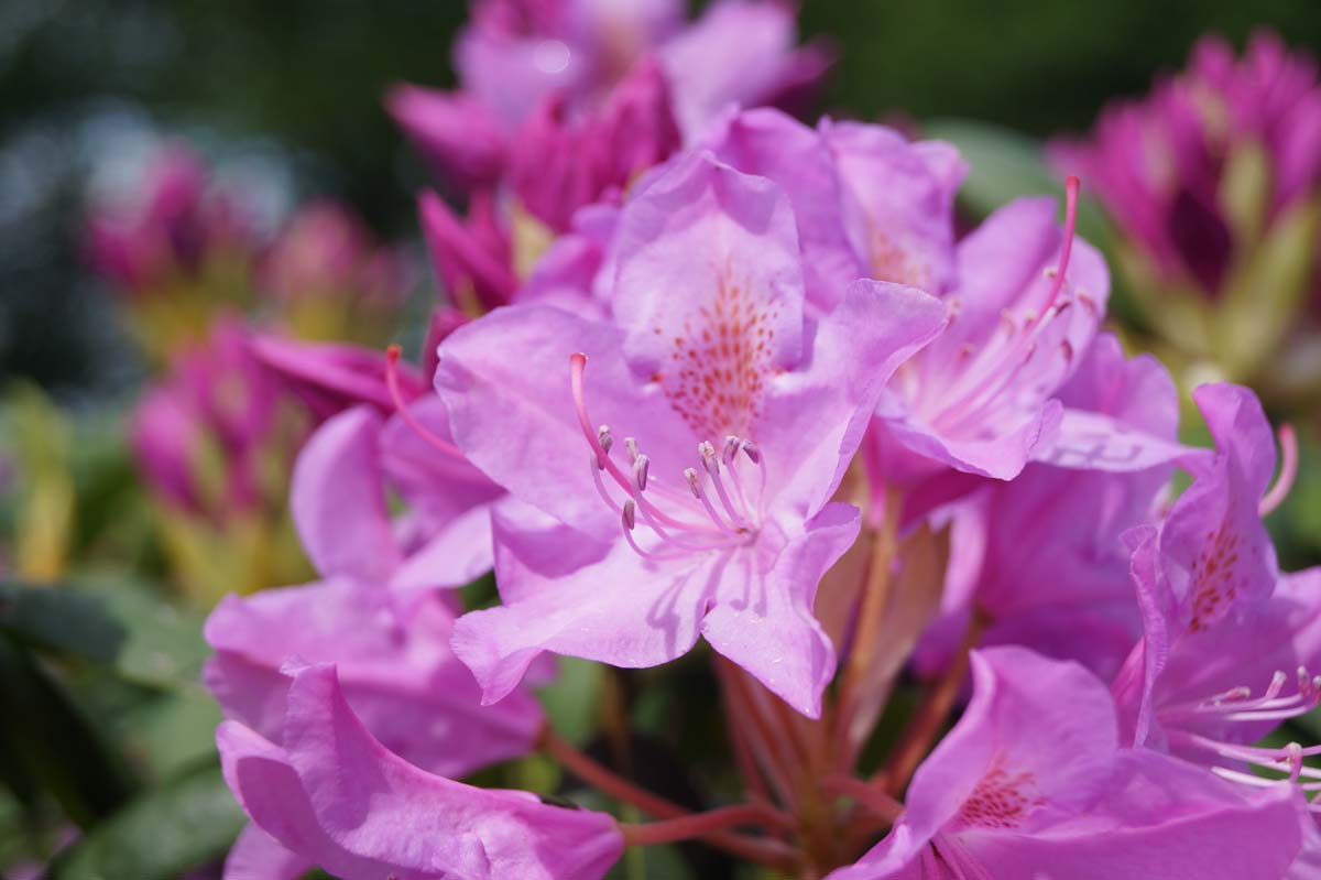 Azalee ´Rosaum Elegans´; Rhododendren; Almrausch