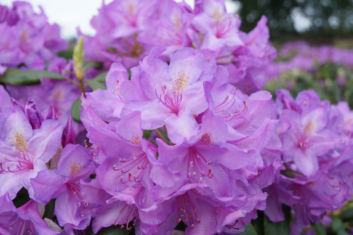 Azalee ´Catawbiense Grandiflorum´; Rhododendren; Almrausch
