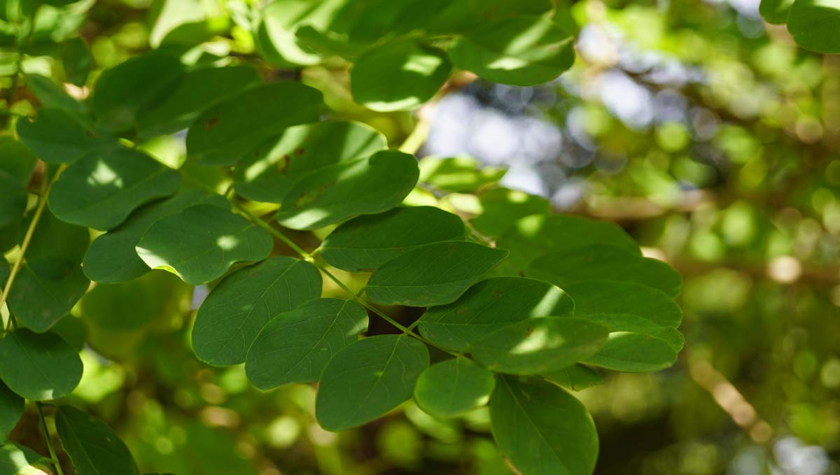 Kegel-Akazie 'Bessoniana'; Falsche Akazie; Scheinakazie; Gemeine Robinie; Weisse Robinie; Gemeiner Schotendorn; Silberregen; Gewöhnliche Robinie