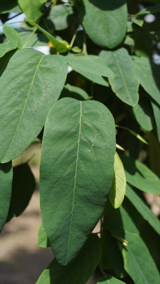 Einblättrige Akazie 'Unifoliola', Strassen-Akazie, Falsche Akazie, Scheinakazie, Gemeine Robinie, Weisse Robinie, Gemeiner Schotendorn, Silberregen, Gewöhnliche Robinie