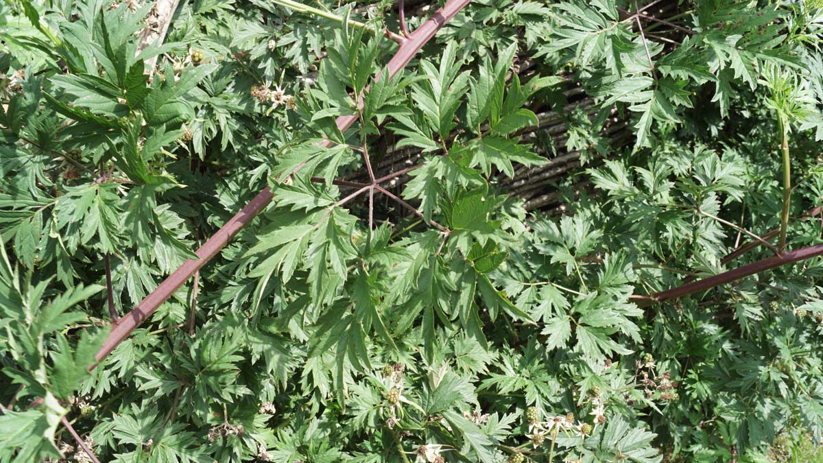 Brombeere ´Thornless Evergreen´