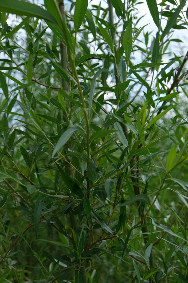 Silber-Weide ´Chermesina´