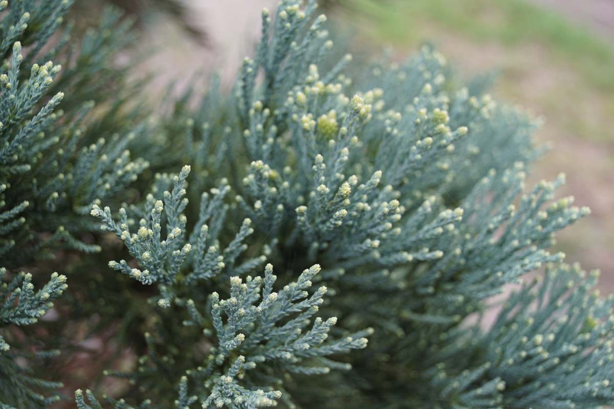 Kalifornischer Mammutbaum ´Glaucum´; Riesenmammutbaum; Berg-Mammutbaum; Wellingtonie
