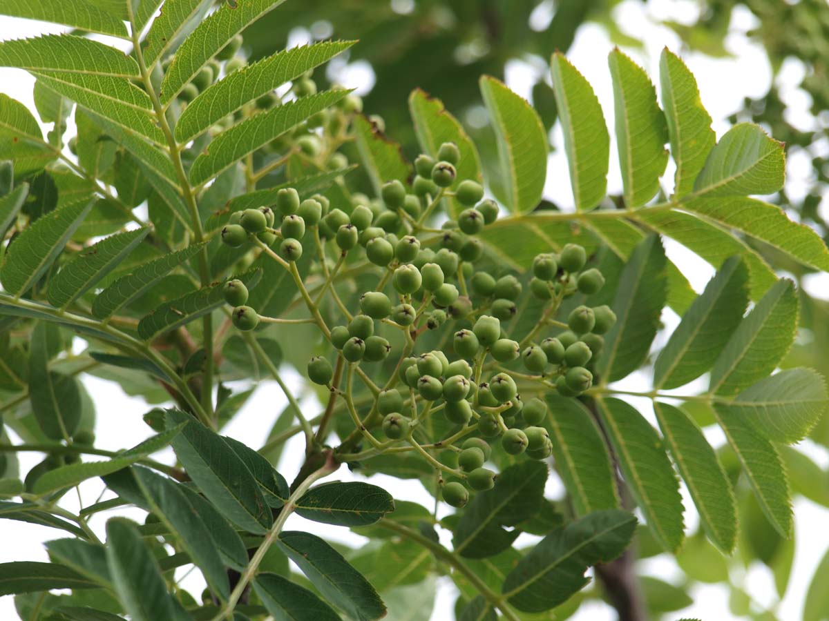 Sorbus 'Dodong' 20-25 HO