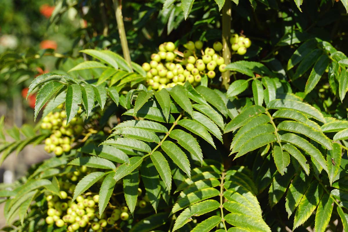 Eberesche (AUTUMN SPIRE), Mehlbeere, Vogelbeere