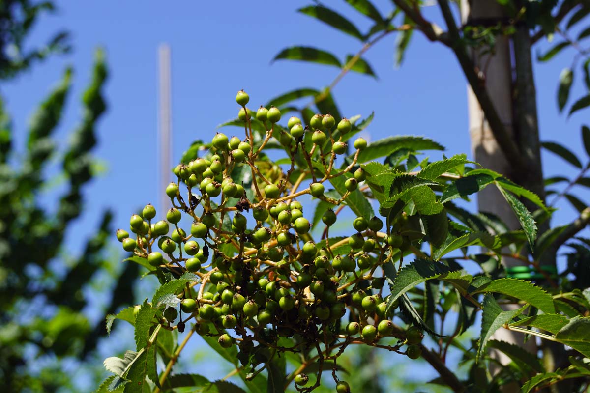 Eberesche, Mehlbeere, Vogelbeere