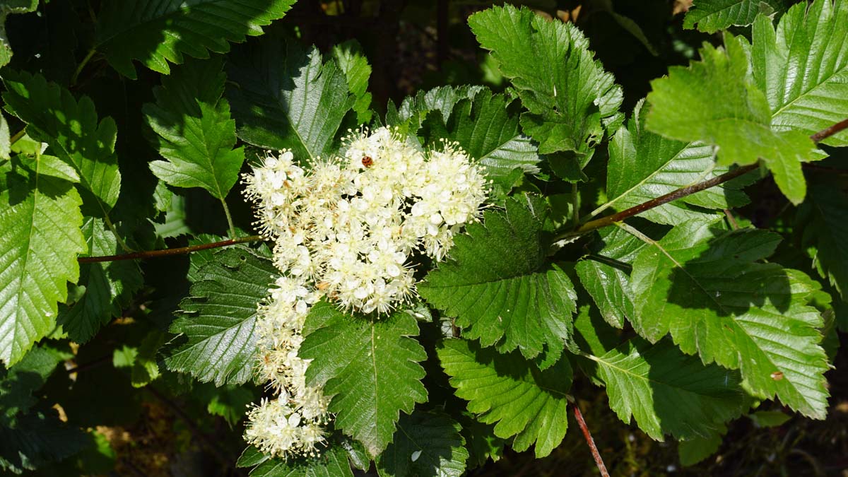 Schwedische Mehlbeere; Oxelbeere; Eberesche; Vogelbeere