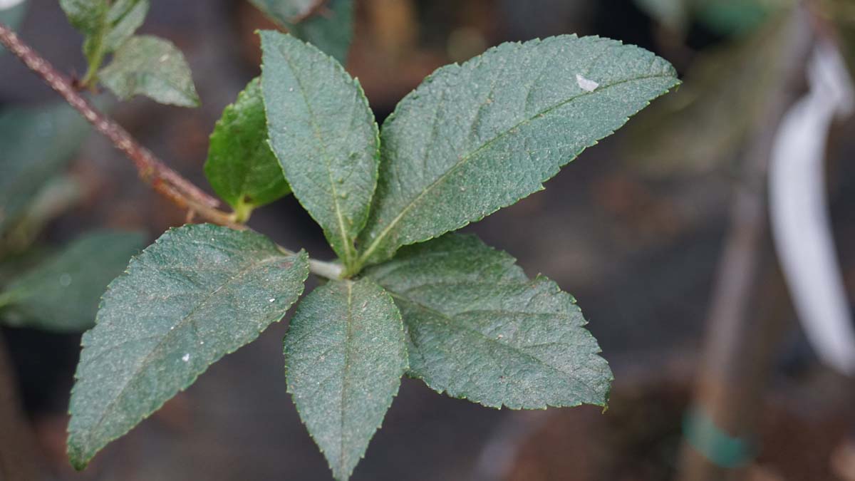 Eberesche, Mehlbeere, Vogelbeere