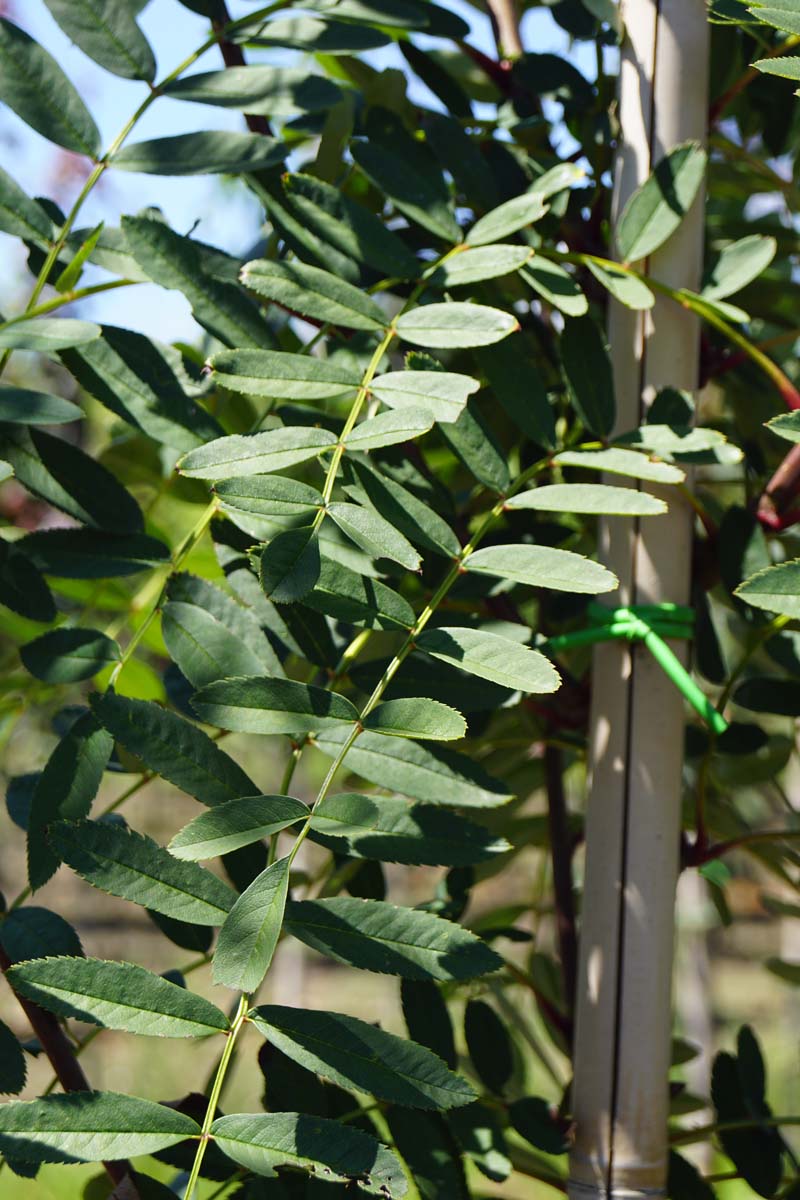 Eberesche, Mehlbeere, Vogelbeere