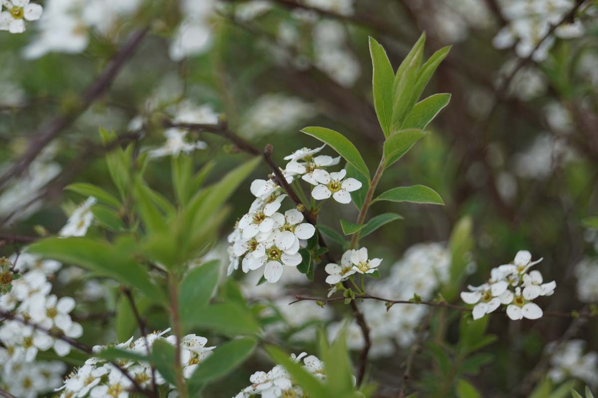 Japanische Strauch-Spiere 'Snowmound'