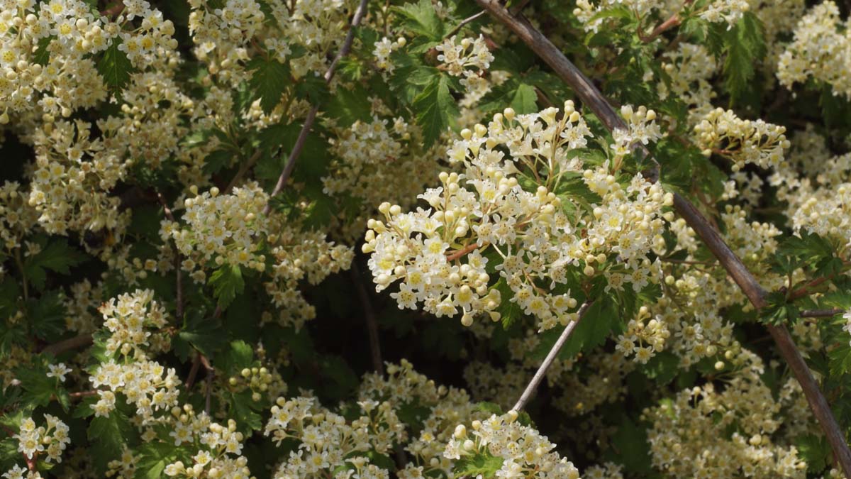 Niedrige Kranzspiere ´Crispa´