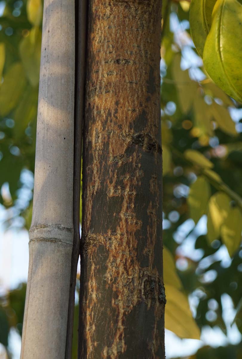 Japanischer Schnurbaum ´Regent´; Honigbaum; Perlschnurbaum; Japanischer Perlschnurbaum; Japanischer Pagodenbaum; Rosankranzbaum; Sauerschotenbaum