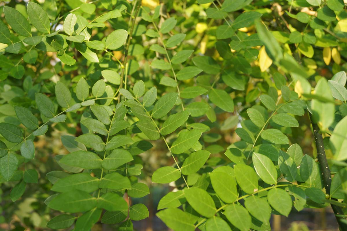 Japanischer Schnurbaum; Honigbaum; Perlschnurbaum; Japanischer Perlschnurbaum; Japanischer Pagodenbaum; Rosankranzbaum; Sauerschotenbaum