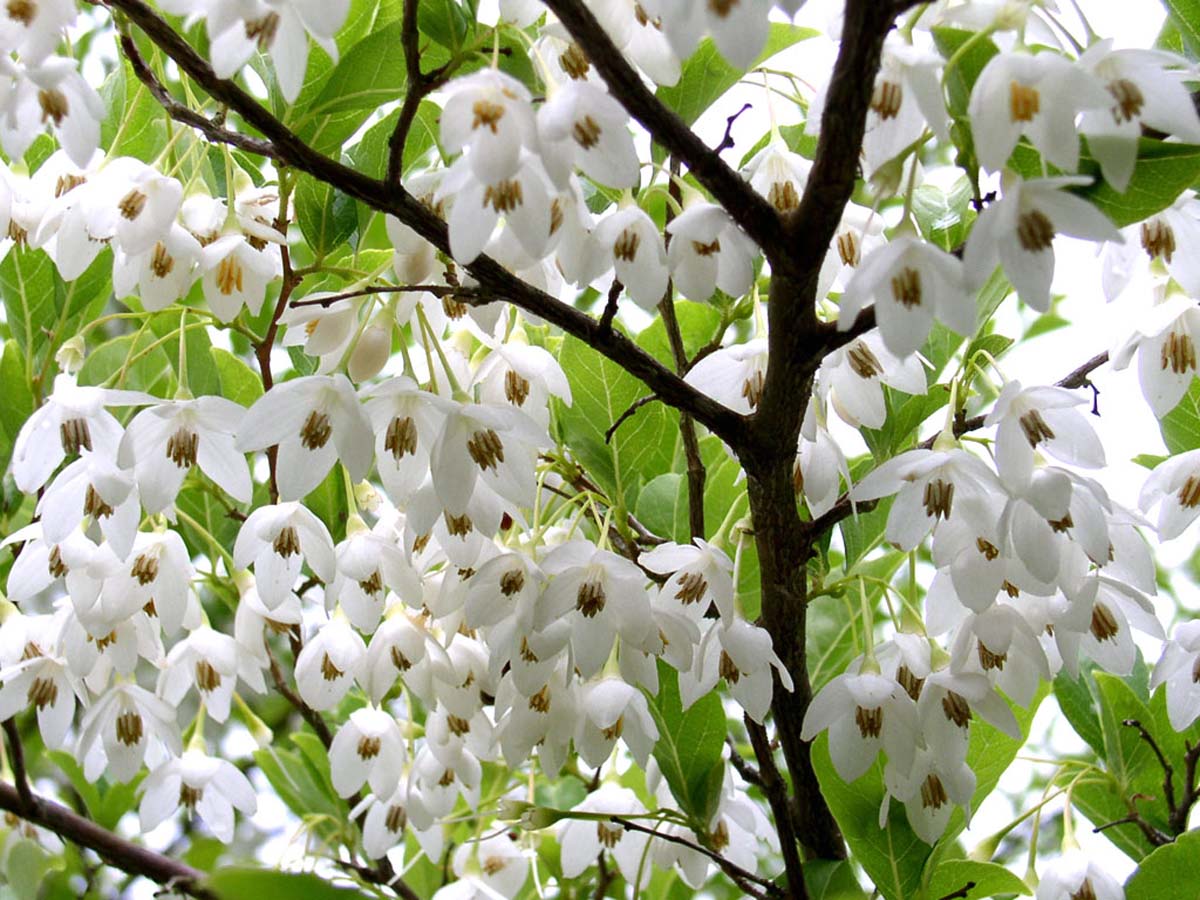 Japanischer Storaxbaum; Japanischer Schneegl