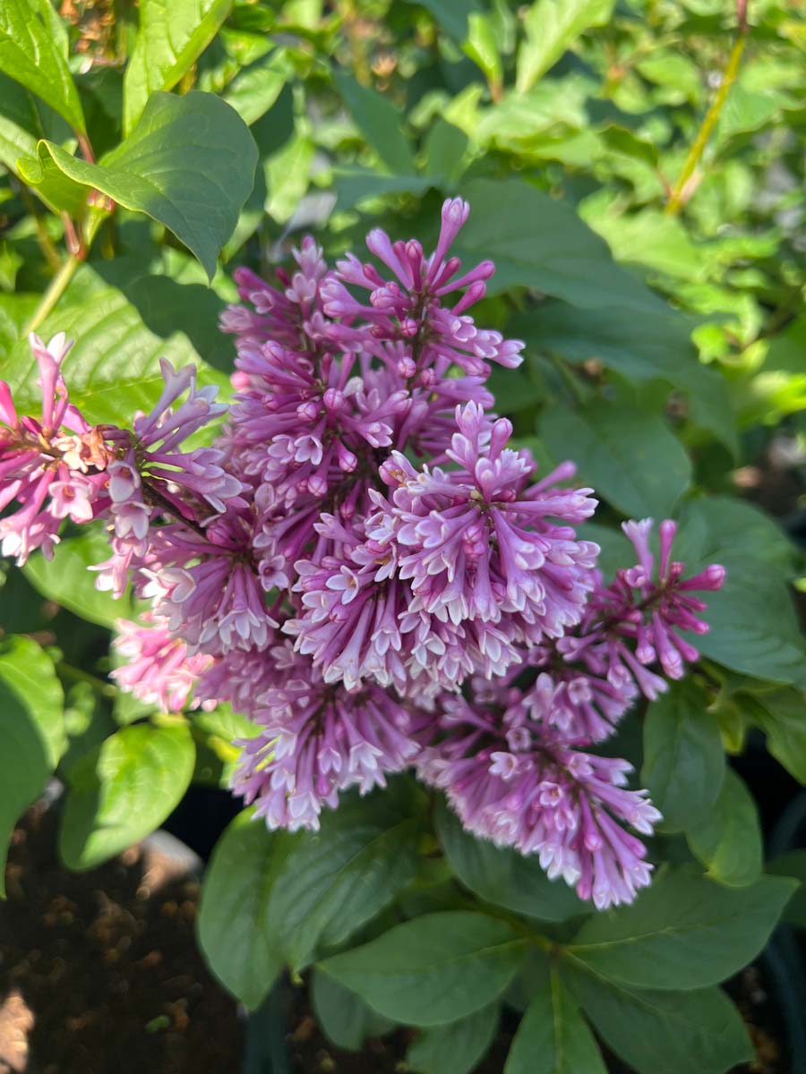 Flieder ´Redwine´