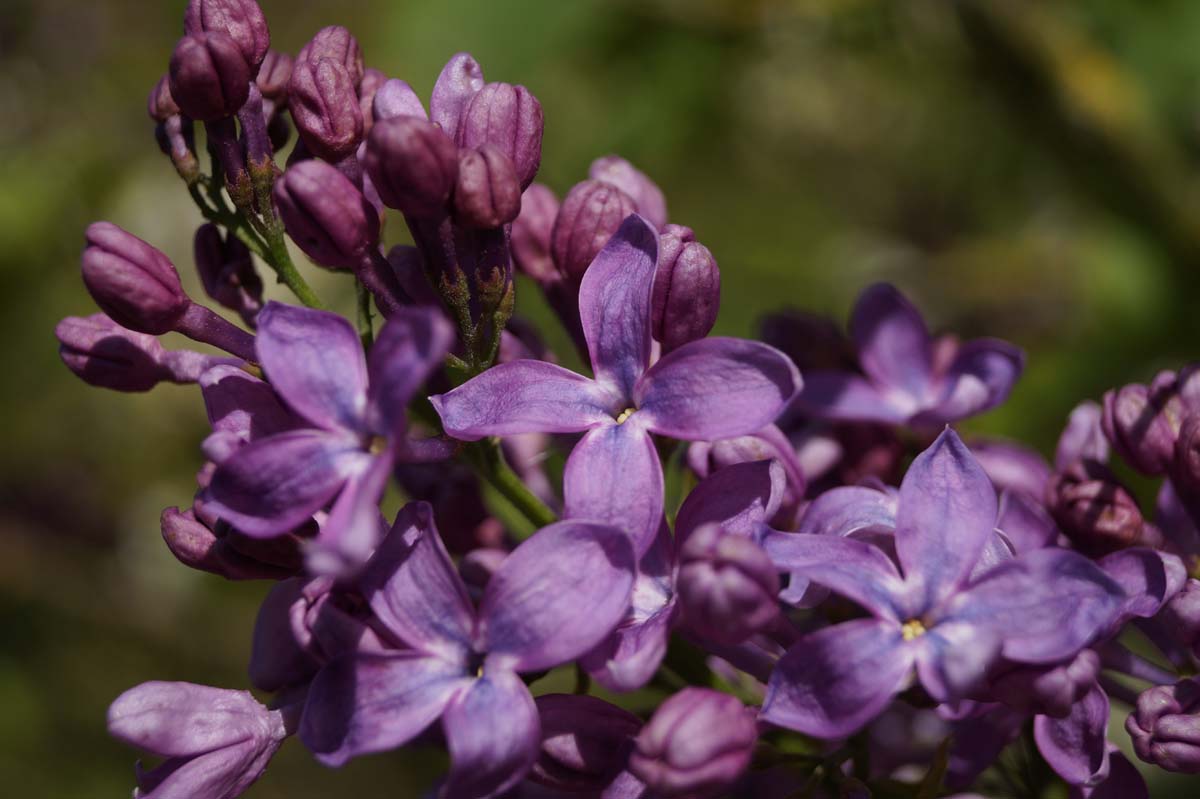 Flieder ´Lavender Lady´