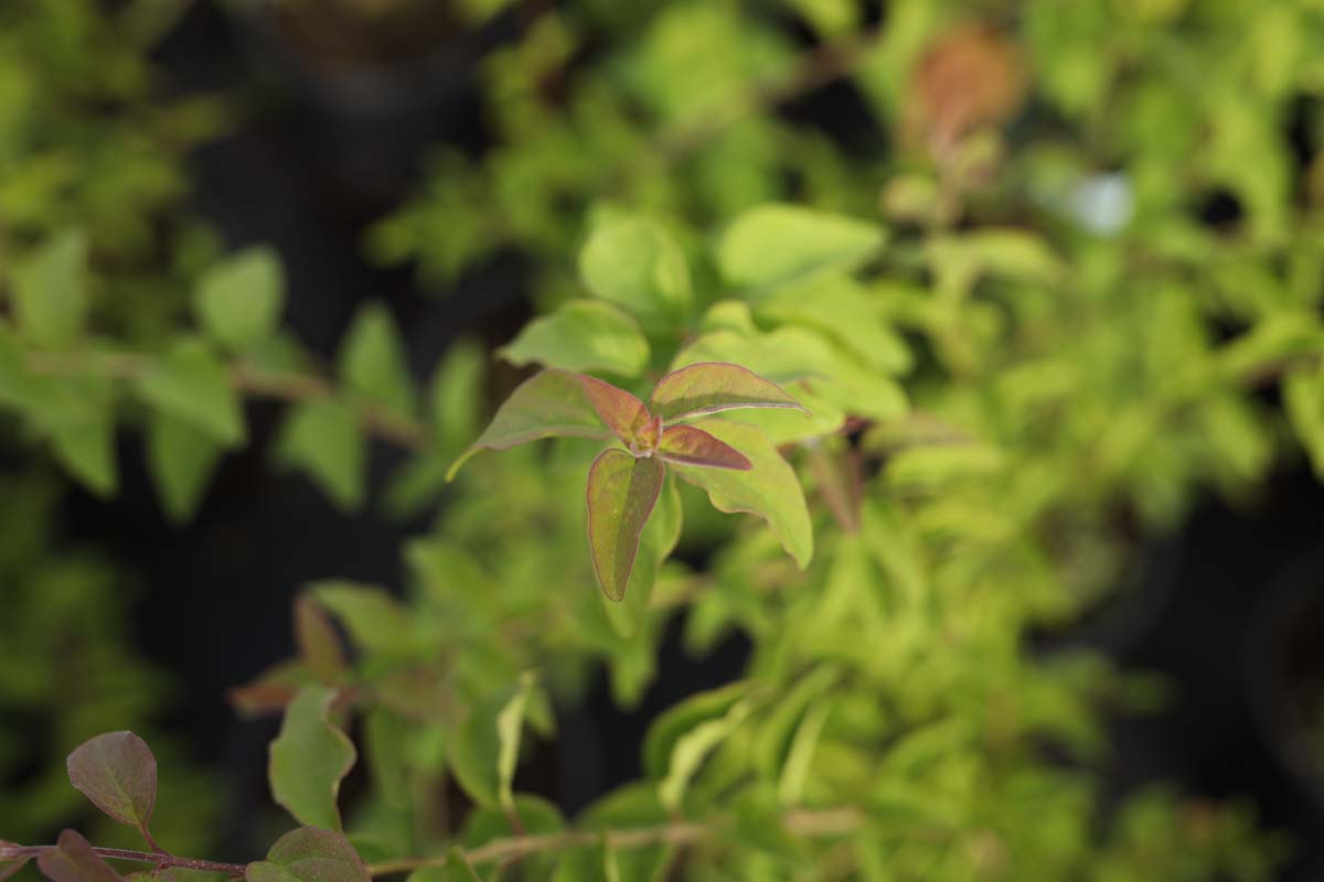 Herbst-Flieder ´Superba´; H