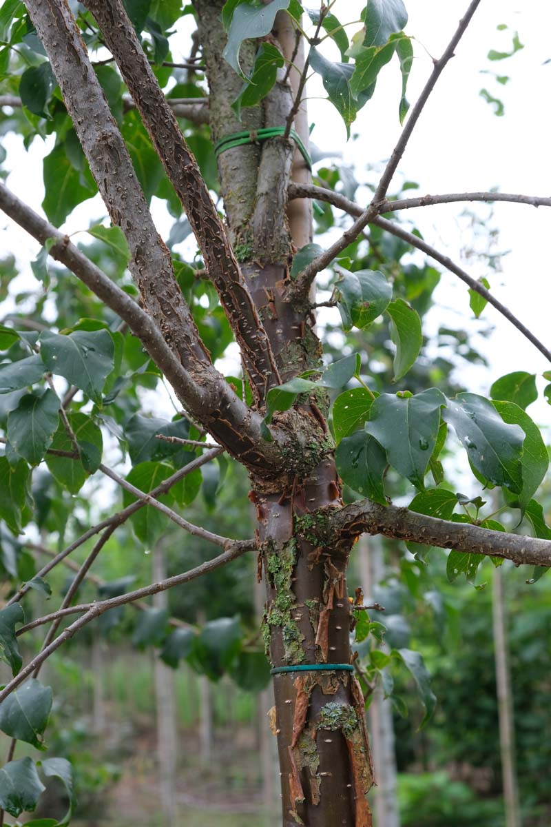Syringa pekinensis ´Gimborn´s China Pearl´ 10-12 HO