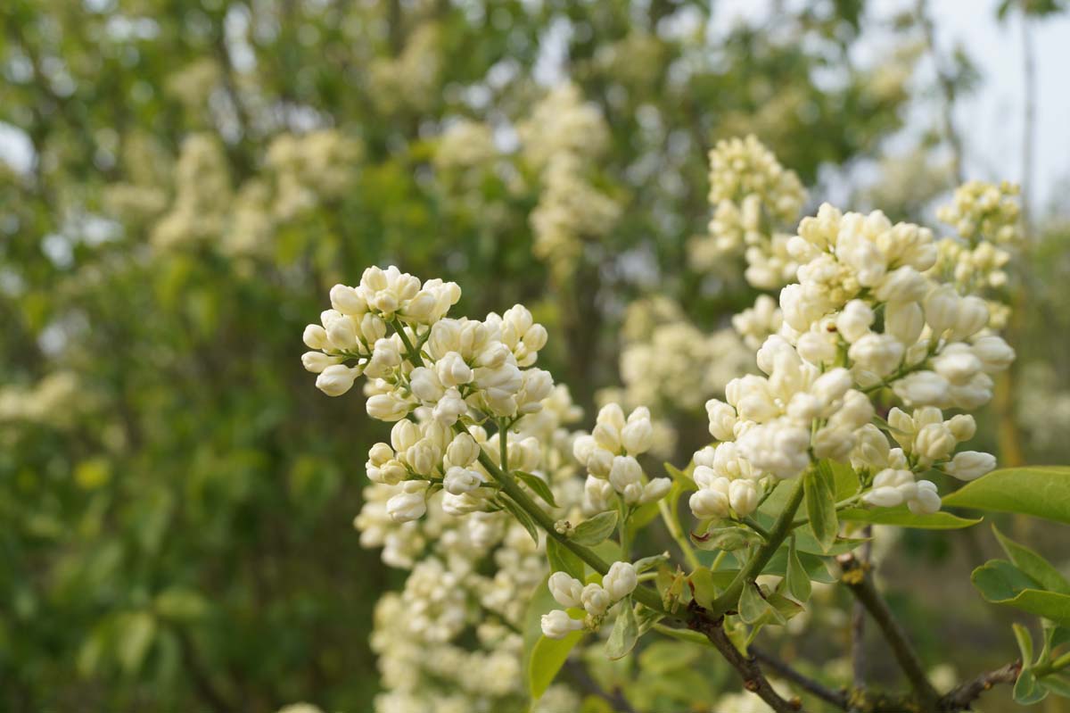 Gemeine Flieder 'Souvenir d'Alice Harding'; Gewöhnliche Flieder