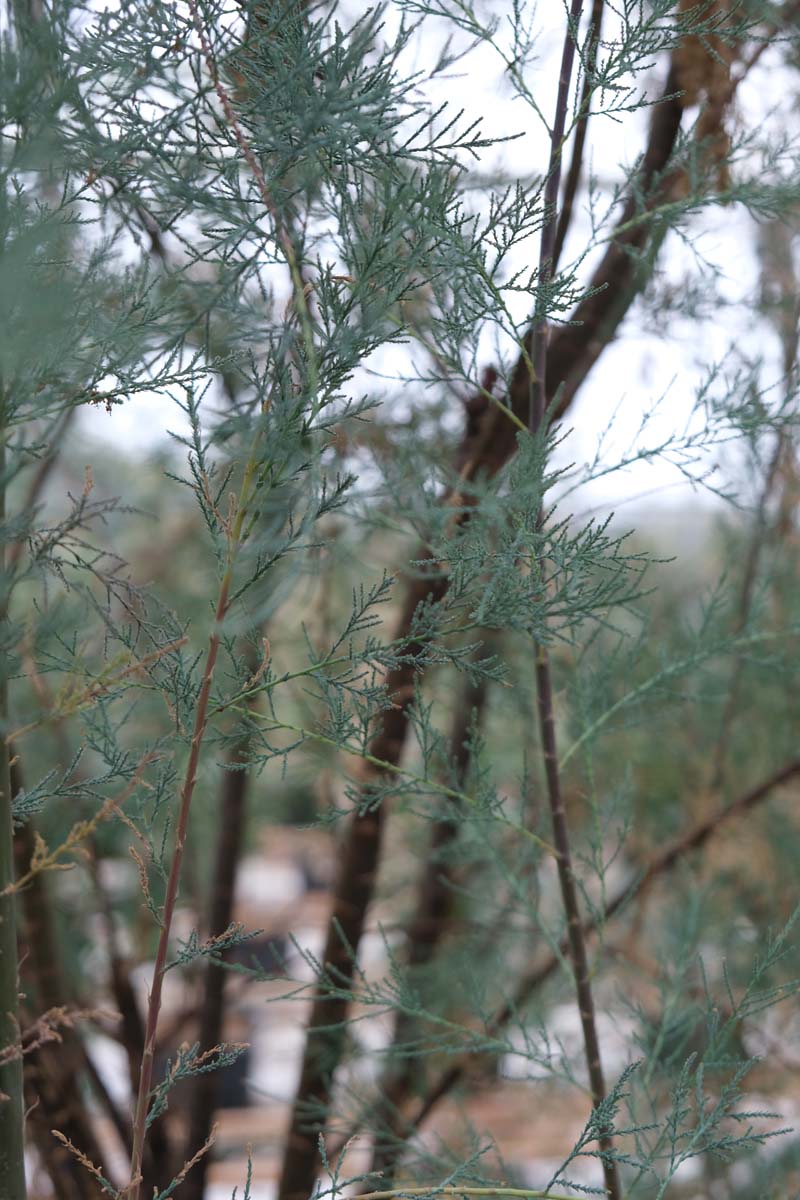 Tamarisken ´Hulsdonk White´